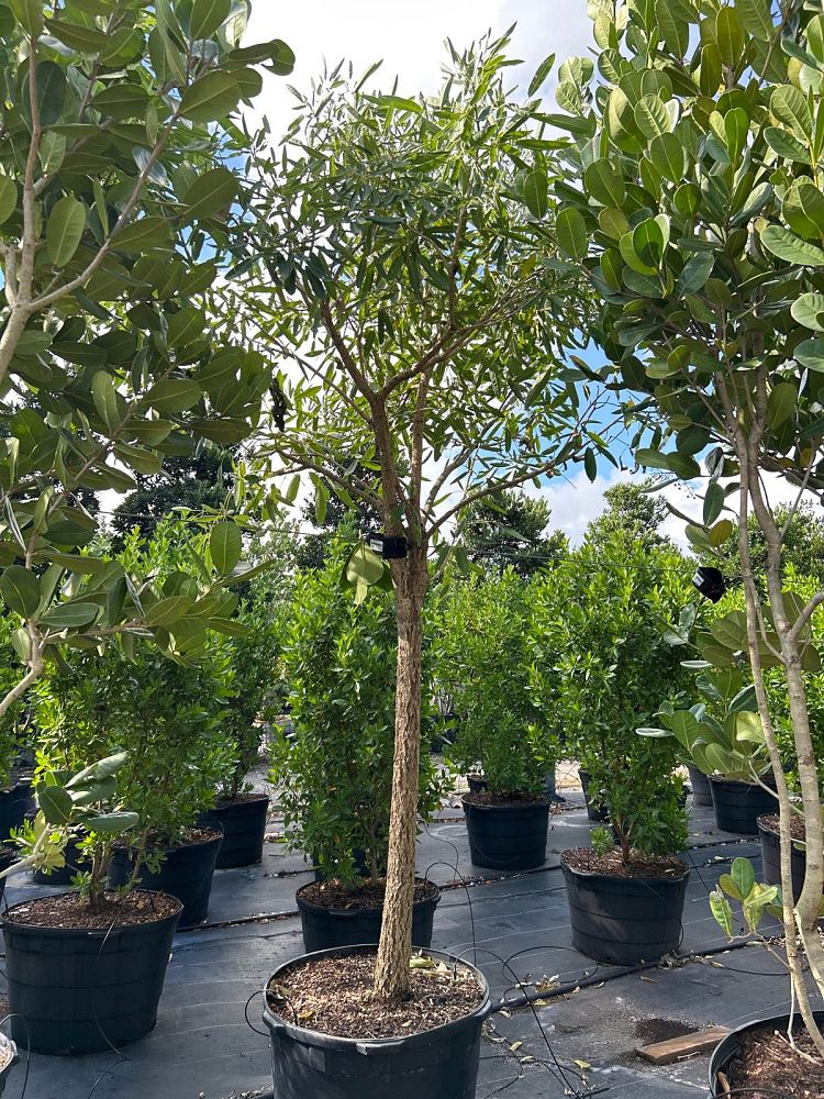 tabebuia-caraiba-yellow-trumpet-tree-tabebuia-argentea-silver-trumpet-tree-tabebuia-aurea