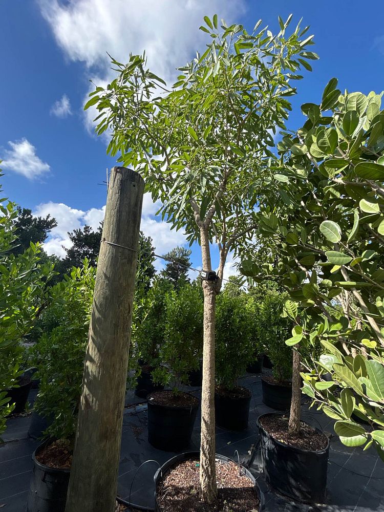 tabebuia-caraiba-yellow-trumpet-tree-tabebuia-argentea-silver-trumpet-tree-tabebuia-aurea
