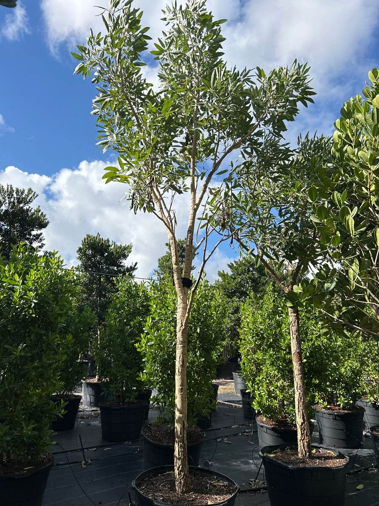 tabebuia-caraiba-yellow-trumpet-tree-tabebuia-argentea-silver-trumpet-tree-tabebuia-aurea