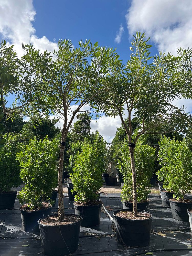 tabebuia-caraiba-yellow-trumpet-tree-tabebuia-argentea-silver-trumpet-tree-tabebuia-aurea