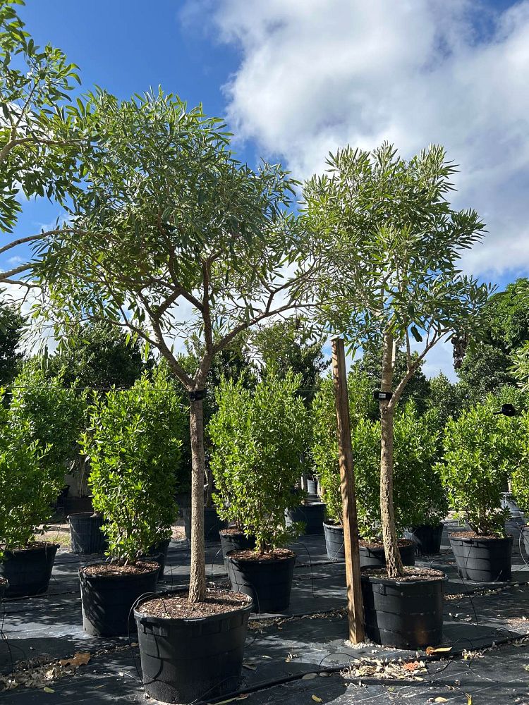 tabebuia-caraiba-yellow-trumpet-tree-tabebuia-argentea-silver-trumpet-tree-tabebuia-aurea