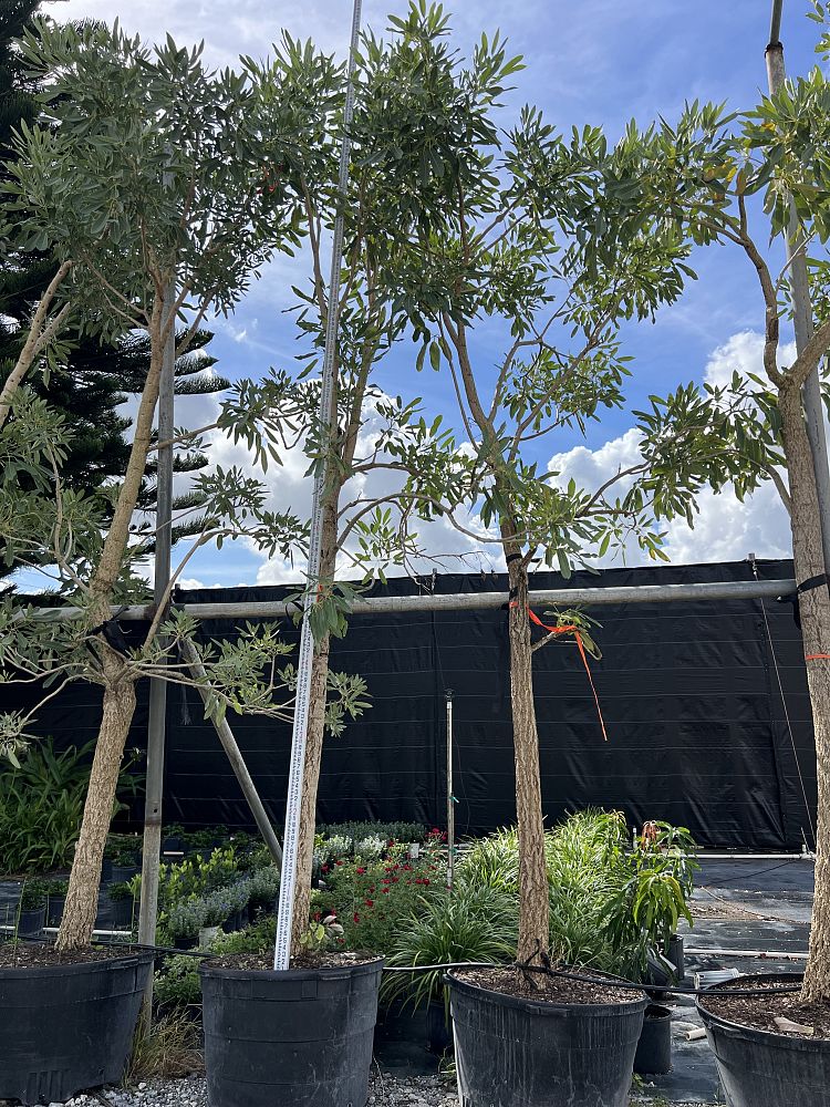 tabebuia-caraiba-yellow-trumpet-tree-tabebuia-argentea-silver-trumpet-tree-tabebuia-aurea