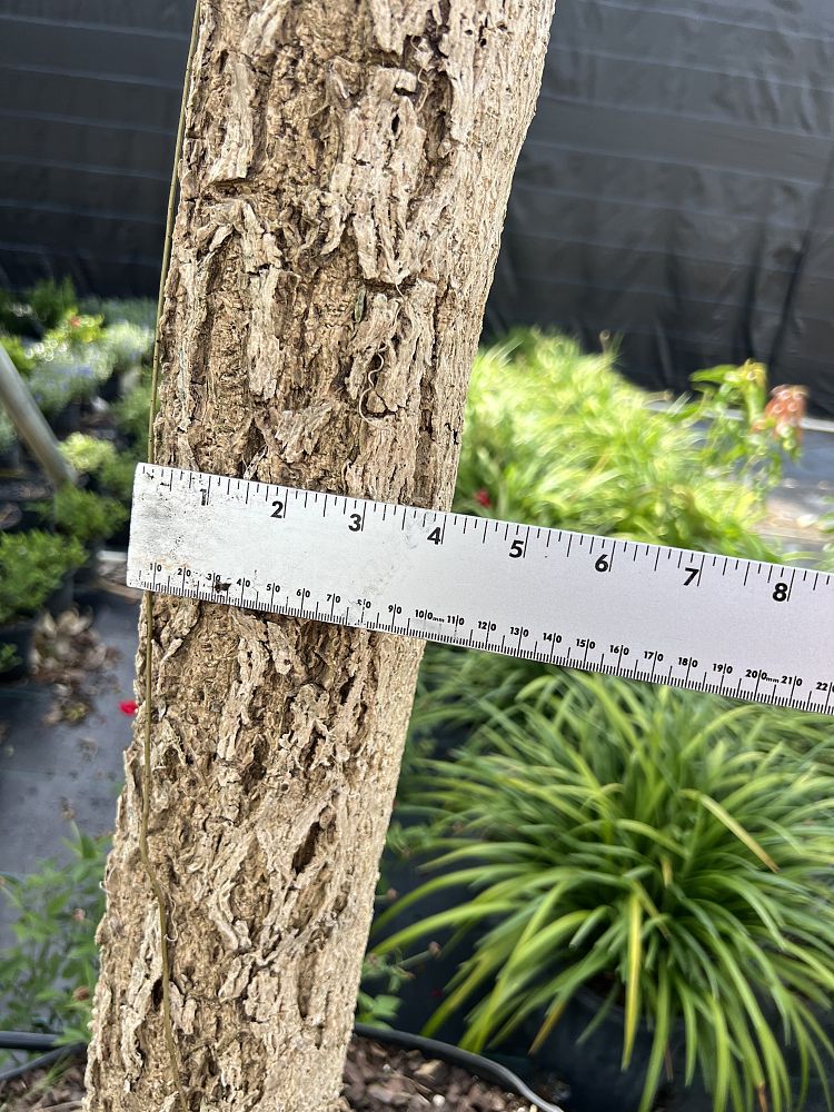 tabebuia-caraiba-yellow-trumpet-tree-tabebuia-argentea-silver-trumpet-tree-tabebuia-aurea