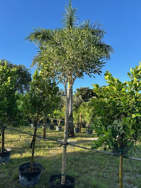 tabebuia-caraiba-yellow-trumpet-tree-tabebuia-argentea-silver-trumpet-tree-tabebuia-aurea