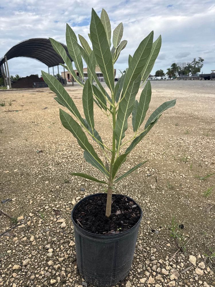 tabebuia-caraiba-yellow-trumpet-tree-tabebuia-argentea-silver-trumpet-tree-tabebuia-aurea