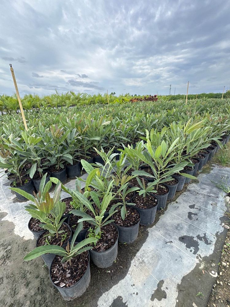 tabebuia-caraiba-yellow-trumpet-tree-tabebuia-argentea-silver-trumpet-tree-tabebuia-aurea