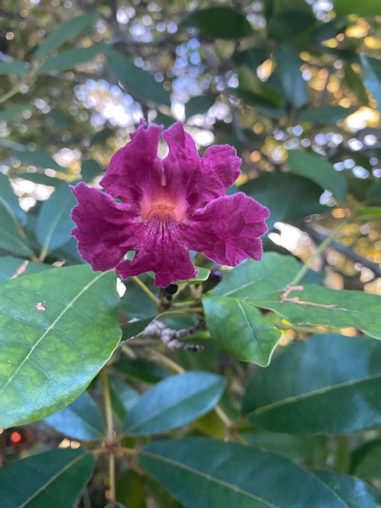 tabebuia-carib-queen-maroon-trumpet-tree