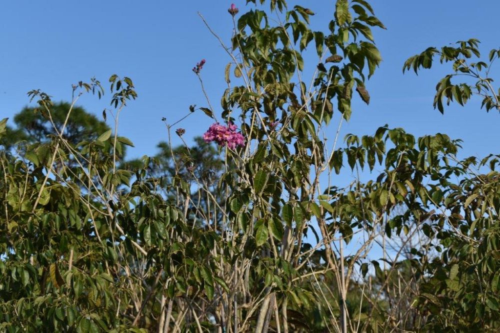 tabebuia-carib-queen-maroon-trumpet-tree
