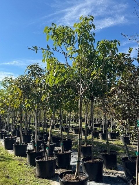 tabebuia-carib-queen-maroon-trumpet-tree