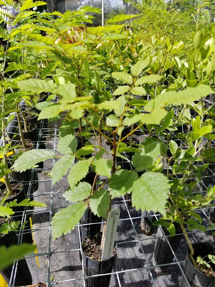 tabebuia-chrysantha-yellow-mayflower