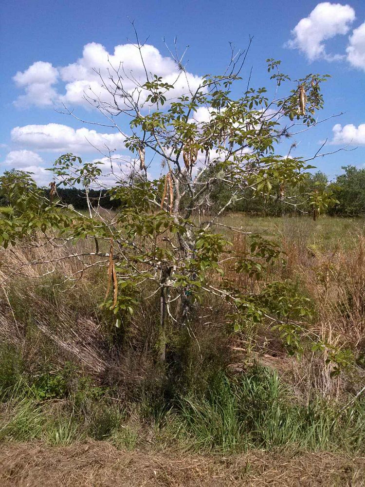 tabebuia-chrysantha-yellow-trumpet-tree