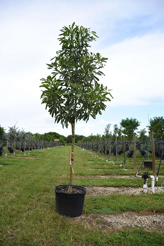 tabebuia-chrysantha-yellow-trumpet-tree