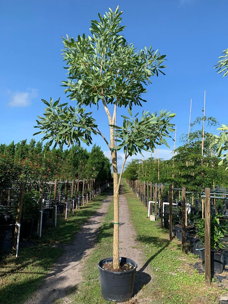 tabebuia-chrysantha-yellow-trumpet-tree