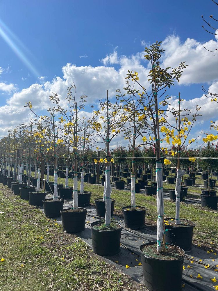 tabebuia-chrysantha-yellow-trumpet-tree