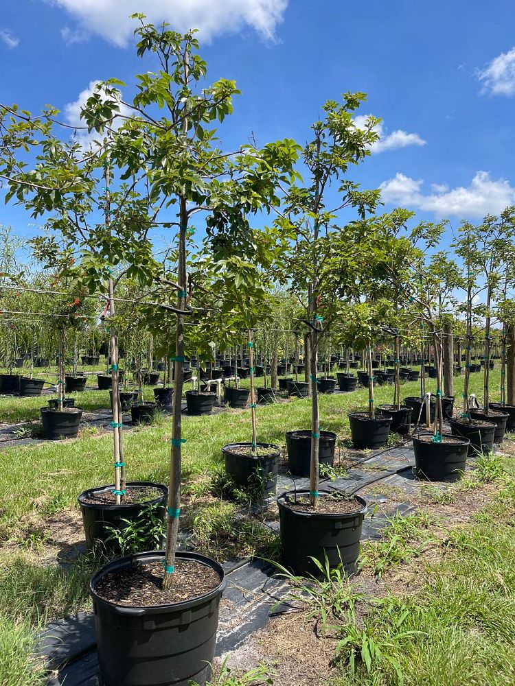 tabebuia-chrysantha-yellow-trumpet-tree