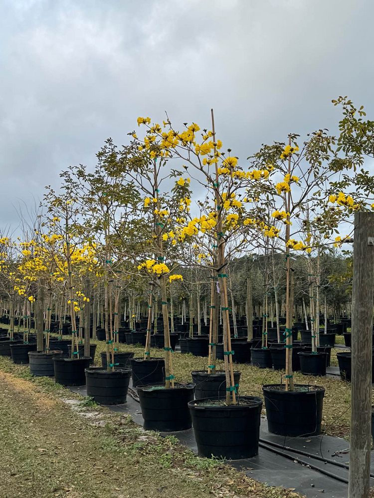 tabebuia-chrysantha-yellow-trumpet-tree