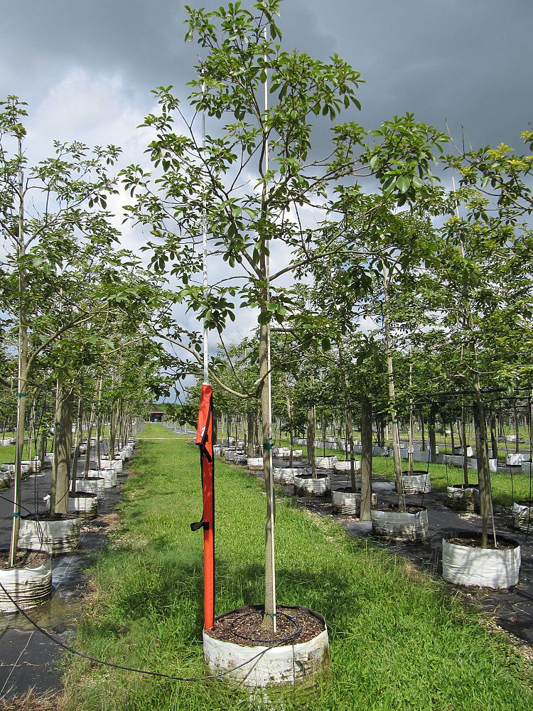 tabebuia-chrysotricha-gold-trumpet-tree