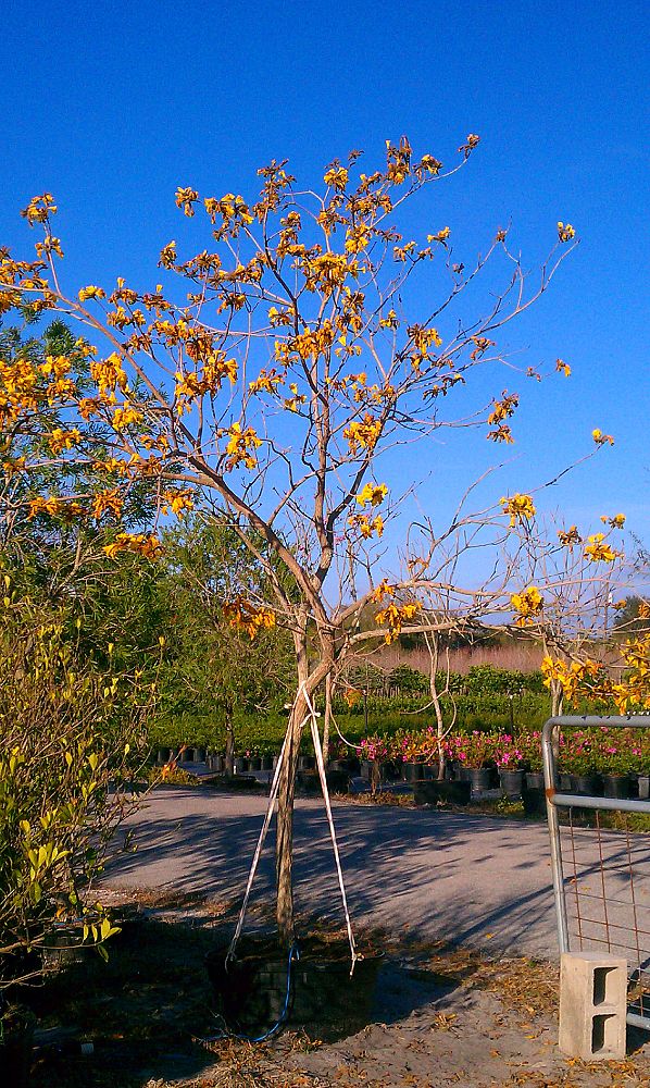 tabebuia-chrysotricha-gold-trumpet-tree