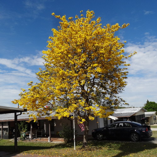 tabebuia-chrysotricha-gold-trumpet-tree