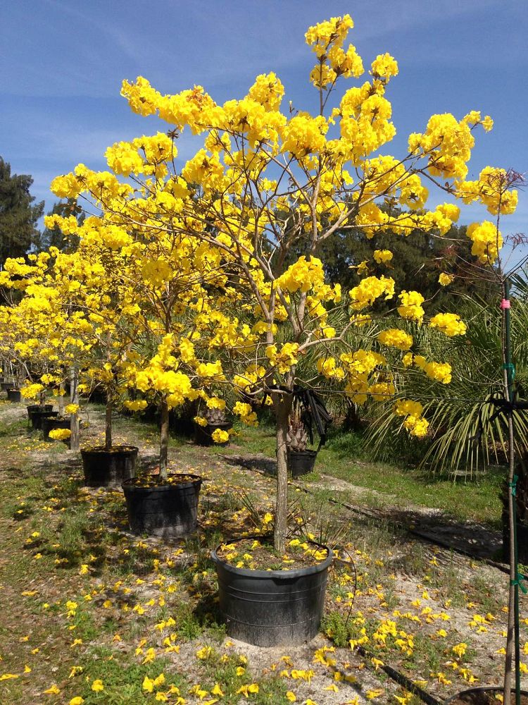 tabebuia-chrysotricha-gold-trumpet-tree