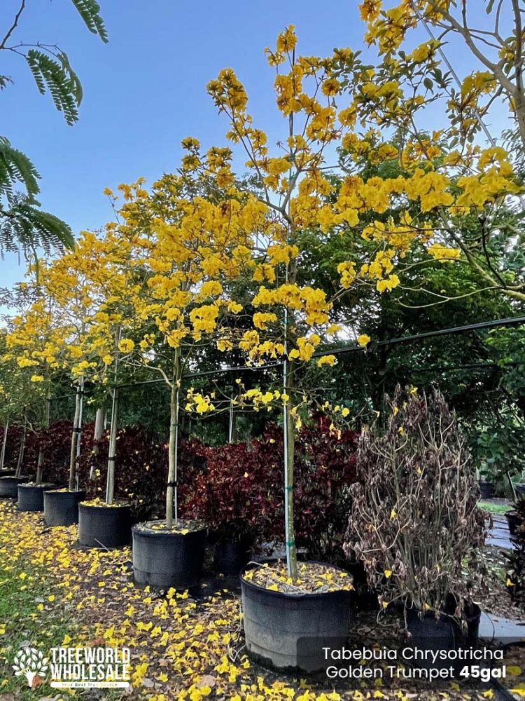 tabebuia-chrysotricha-gold-trumpet-tree
