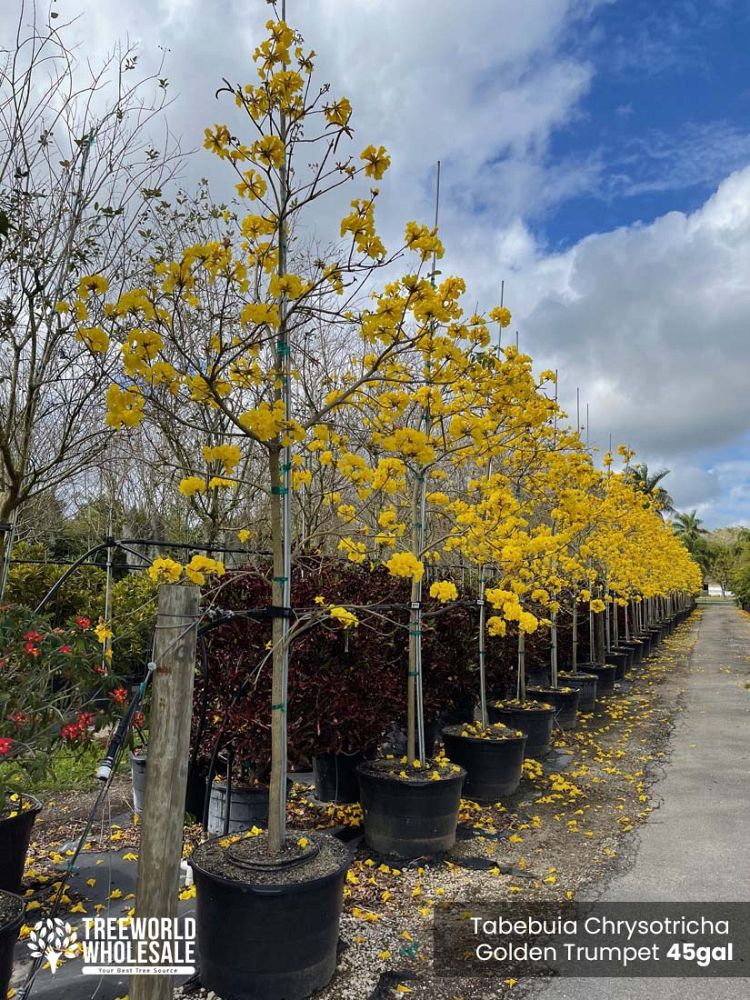 tabebuia-chrysotricha-gold-trumpet-tree