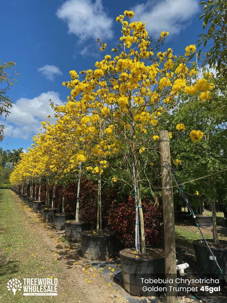 tabebuia-chrysotricha-gold-trumpet-tree