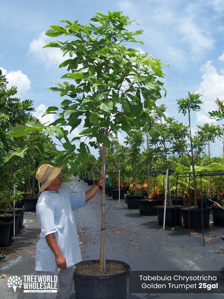 tabebuia-chrysotricha-gold-trumpet-tree