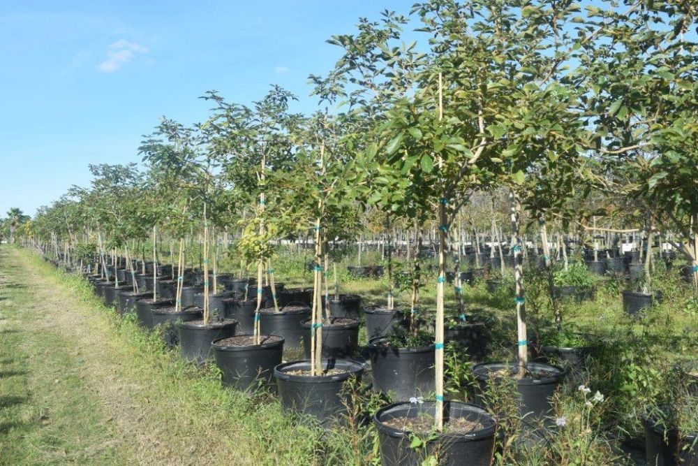 tabebuia-chrysotricha-gold-trumpet-tree