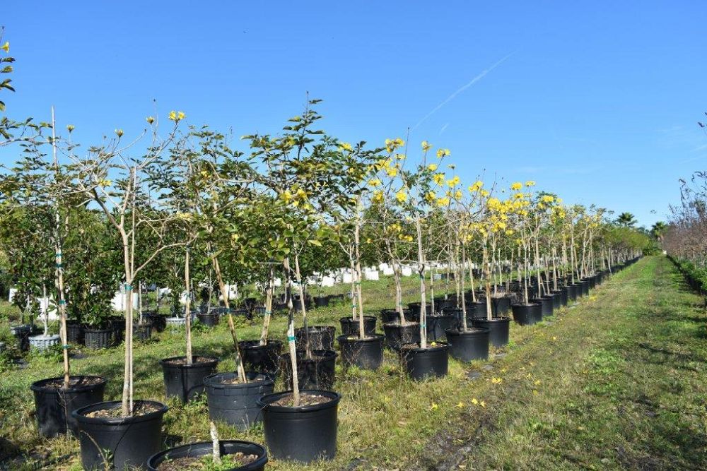 tabebuia-chrysotricha-gold-trumpet-tree