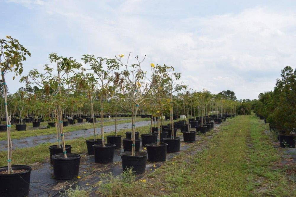 tabebuia-chrysotricha-gold-trumpet-tree