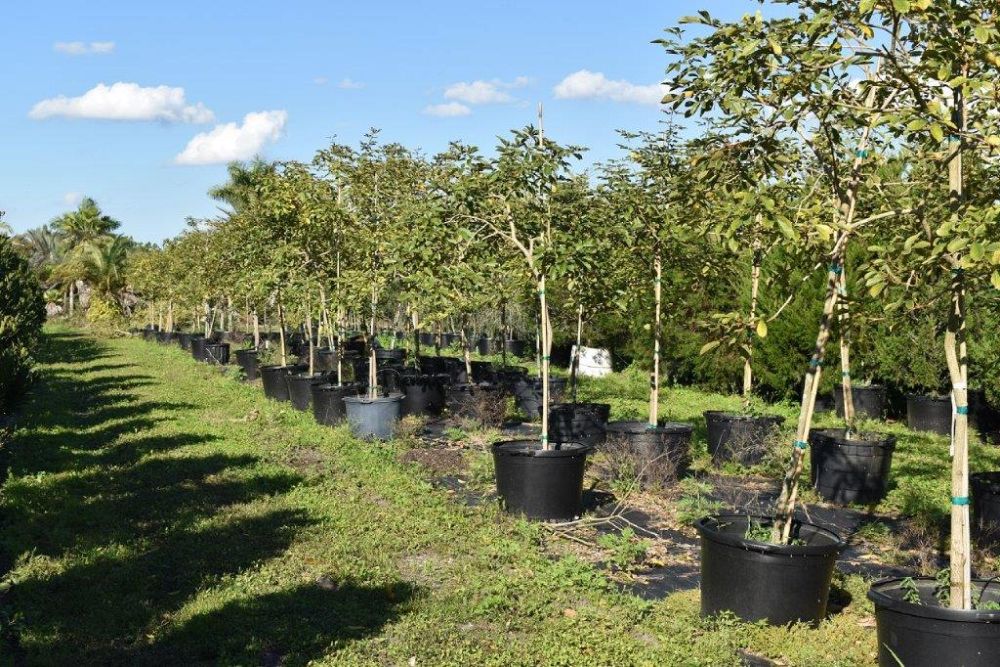 tabebuia-chrysotricha-gold-trumpet-tree