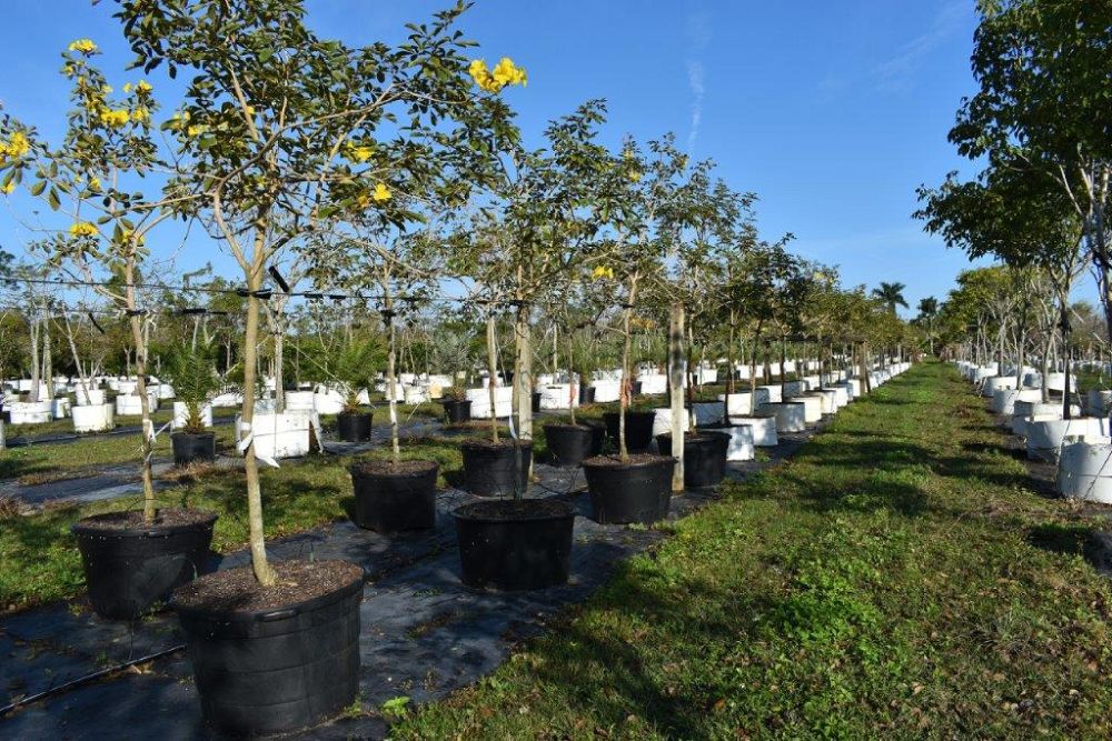 tabebuia-chrysotricha-gold-trumpet-tree