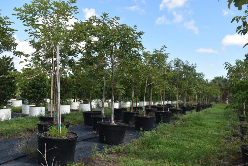 tabebuia-chrysotricha-gold-trumpet-tree