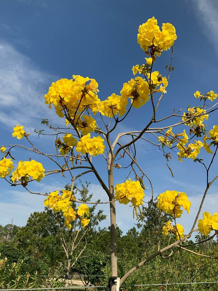 tabebuia-chrysotricha-gold-trumpet-tree