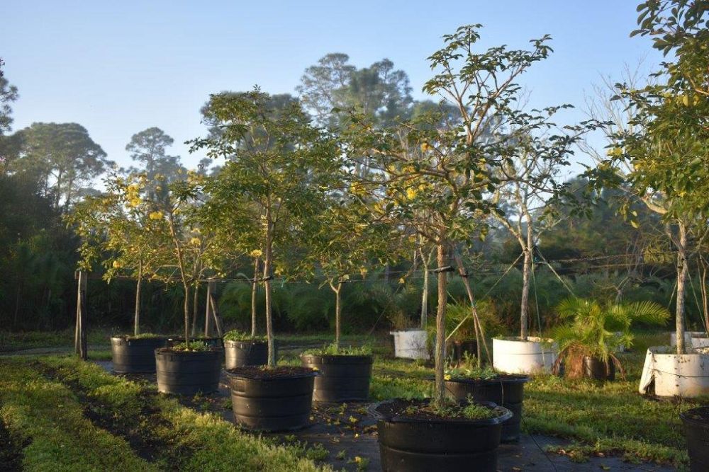 tabebuia-chrysotricha-gold-trumpet-tree