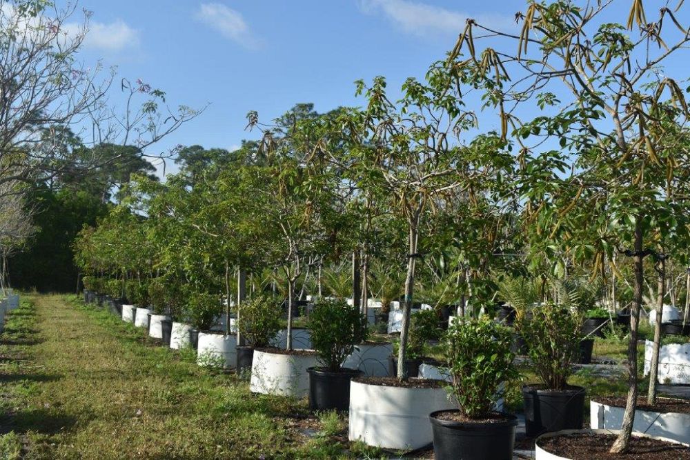 tabebuia-chrysotricha-gold-trumpet-tree