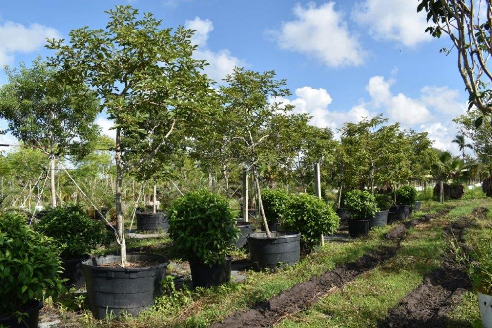 tabebuia-chrysotricha-gold-trumpet-tree
