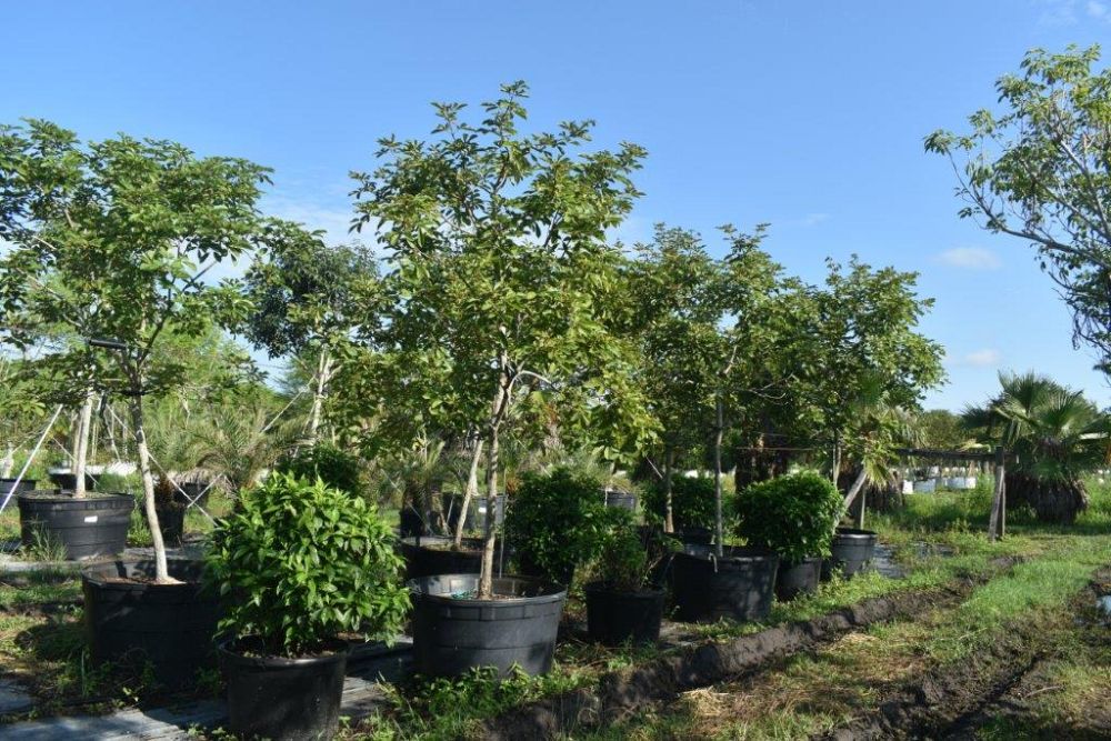 tabebuia-chrysotricha-gold-trumpet-tree