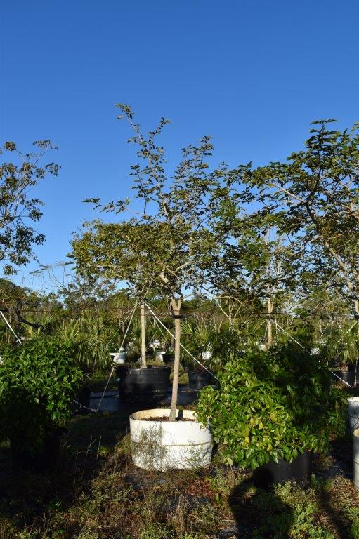 tabebuia-chrysotricha-gold-trumpet-tree