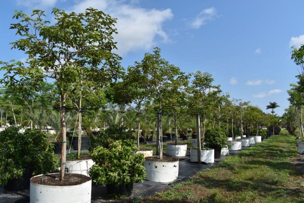 tabebuia-chrysotricha-gold-trumpet-tree