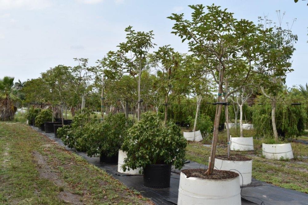 tabebuia-chrysotricha-gold-trumpet-tree