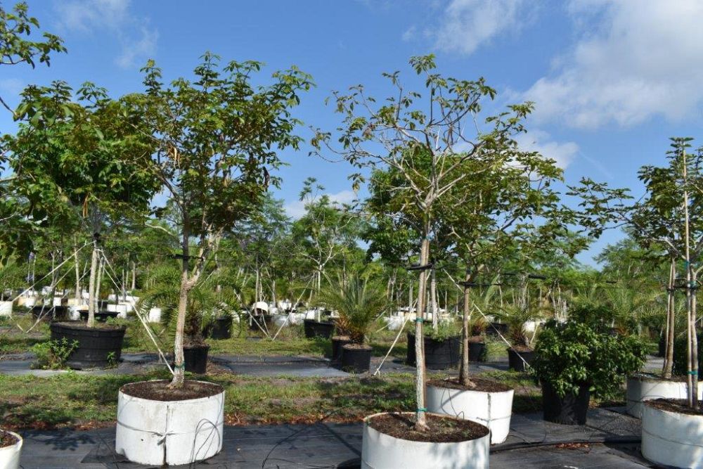 tabebuia-chrysotricha-gold-trumpet-tree