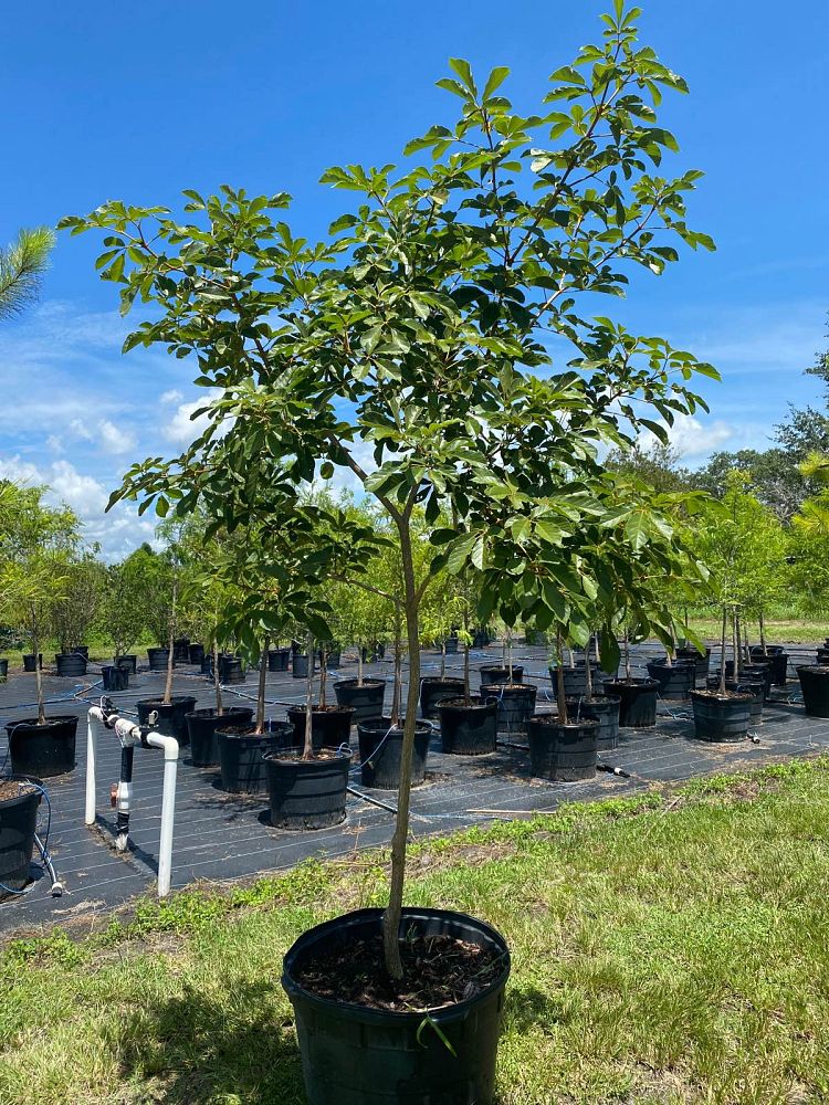 tabebuia-chrysotricha-gold-trumpet-tree