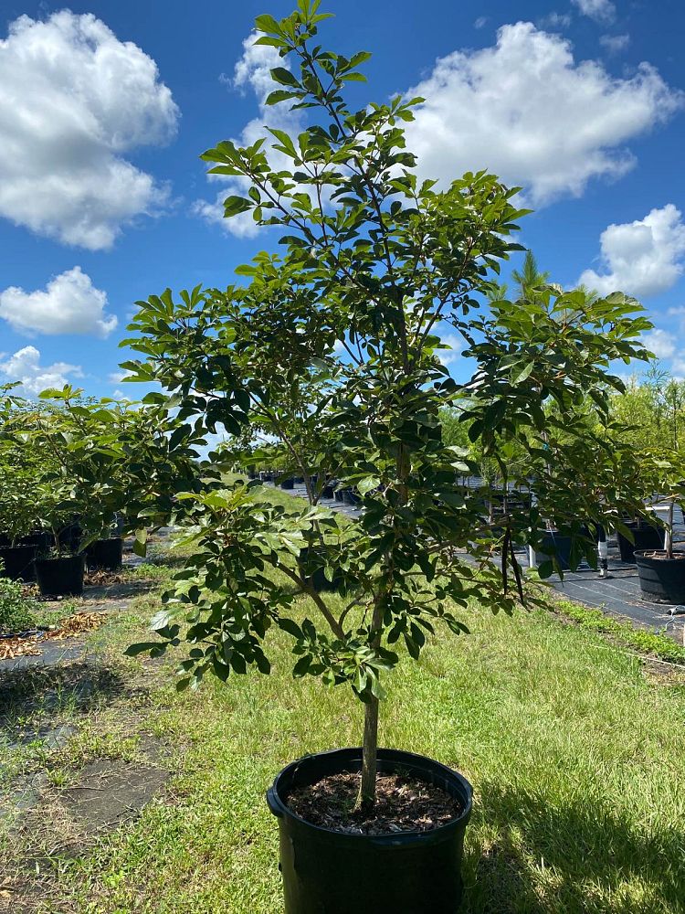 tabebuia-chrysotricha-gold-trumpet-tree