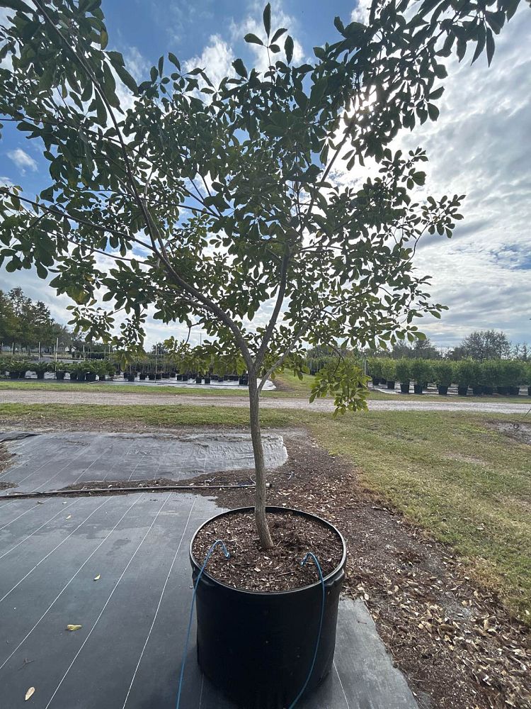 tabebuia-chrysotricha-gold-trumpet-tree