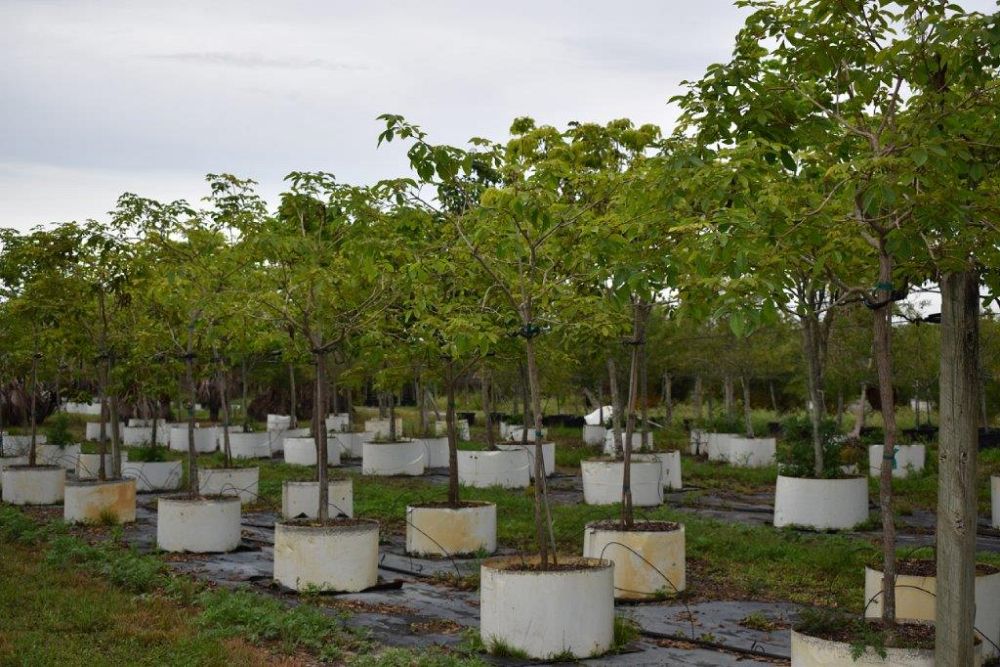 tabebuia-chrysotricha-gold-trumpet-tree
