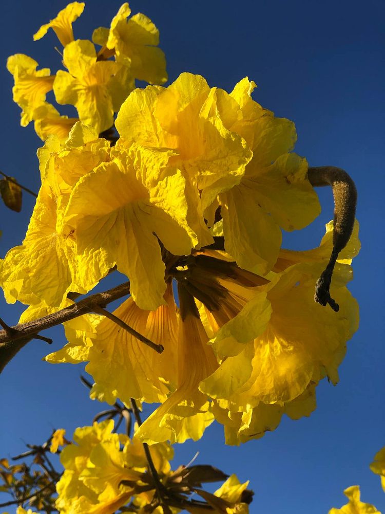 tabebuia-chrysotricha-gold-trumpet-tree