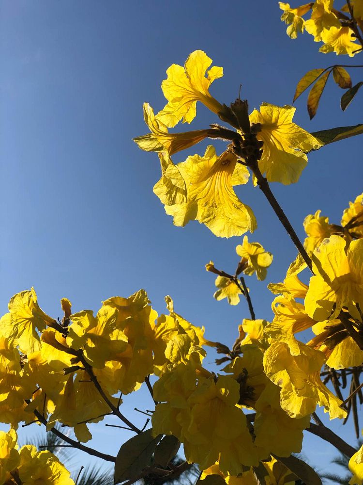 tabebuia-chrysotricha-gold-trumpet-tree