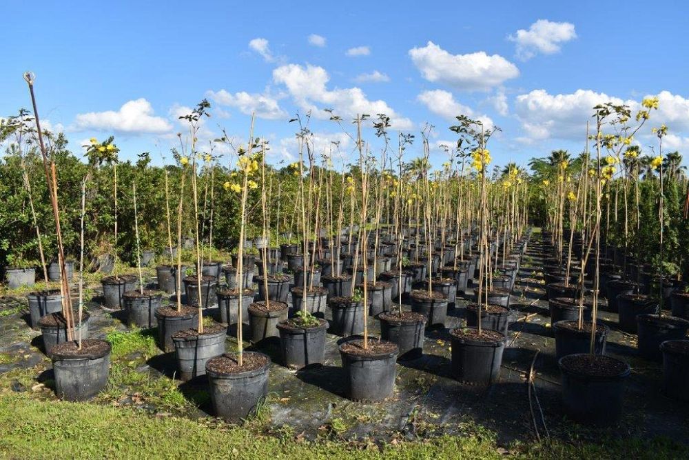tabebuia-chrysotricha-gold-trumpet-tree